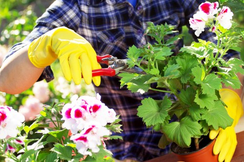 A gardener wearing a blue plaid shirt and bright yellow gloves is engaged in pruning or trimming flowering geranium plants in a garden. The image features vibrant pink and white blossoms with lush green leaves, set against a backdrop of other potted plants and garden greenery. The scene captures a well-maintained outdoor space, likely in Osterley, with natural daylight illuminating the garden in fair weather conditions. The gardener's focus is on the healthy, dense foliage and flowering blooms, suggesting attentive care as part of professional garden maintenance services. The image emphasizes the use of gardening tools such as pruning shears to keep the plants healthy and aesthetically pleasing, reflecting the outdoor gardening and landscaping services offered by Gardening Services Osterley in local outdoor environments. The overall setting showcases a cultivated, flourishing garden area with a variety of plants, including flowering geraniums, established shrubs, and a tidy arrangement of potted greenery, highlighting the ongoing gardening work in this outdoor space.