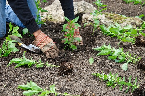 The image shows a person planting young green shrubs in a well-maintained garden bed, with dark, rich soil visible beneath the plants. The individual, wearing gardening gloves and a dark long-sleeved top, is using a small trowel to carefully position one of the plants into the soil. Surrounding the planting area are other similar greenery, indicating recent planting activity typical of garden maintenance or landscaping work. In the background, there are larger plants or possibly small bushes, with some visible foliage, and the overall setting appears to be an organized, outdoor garden space. This scene exemplifies typical garden care activities, such as planting and soil preparation, relevant to services offered by Gardening Services Osterley in the Osterley or wider London area, where careful planting and garden enhancement are common. The weather seems mild and suitable for outdoor gardening, with natural lighting highlighting fresh greenery and dark soil surfaces.